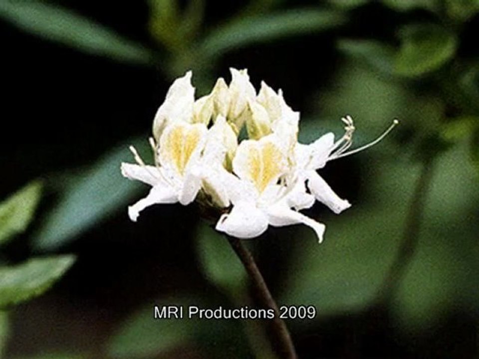 Bnagla Gaan-Goon Goon Faggon Ses Holey -Nirmola Misra