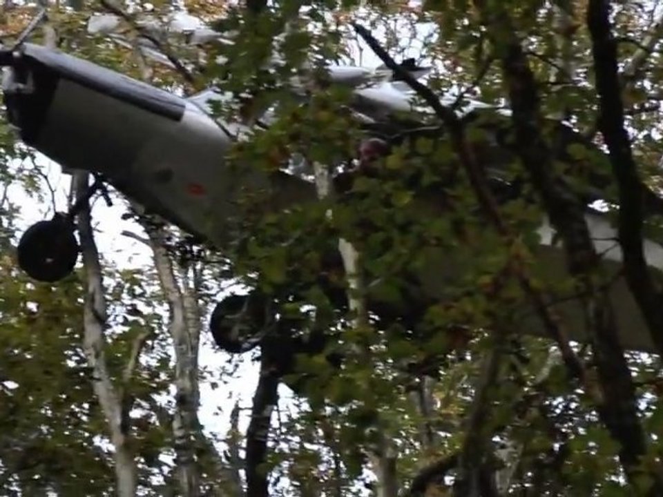 Un avion sur des arbres perchés