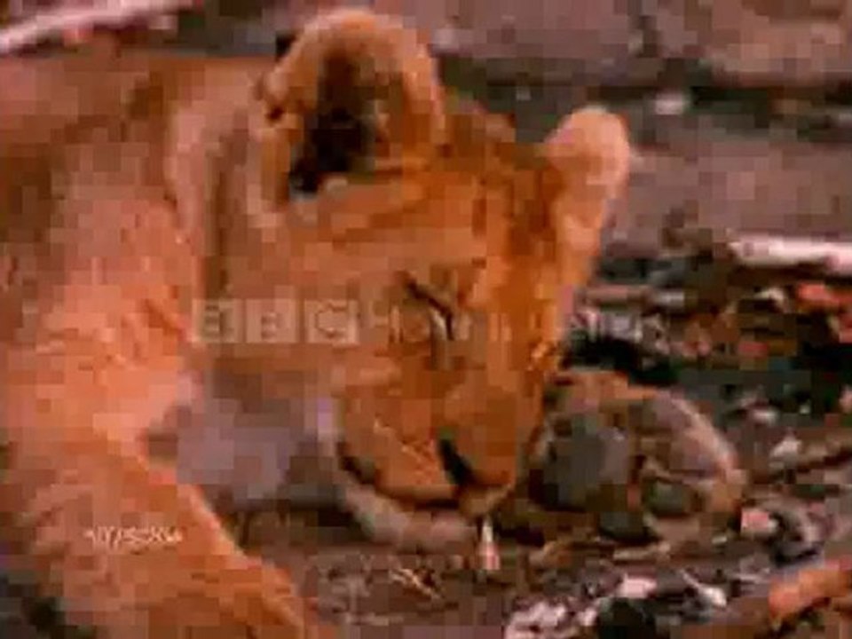 Цар лъв с истински животни част 5