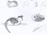 Dessins chat domestique plusieurs croquis animaliers dessinés au crayon