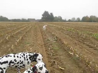 jade dans les champs