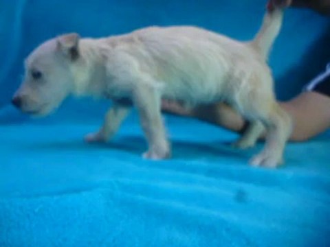 Perros Scottish Terrier / Cachorros trigo, ferrioni dog / Venta Tel.: 01(55)84885050