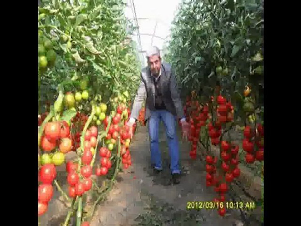 TURKUVAZ YARASA GÜBRESİ ŞUHUT PATATESTE %100 Ü GEÇEN ARTIŞ...