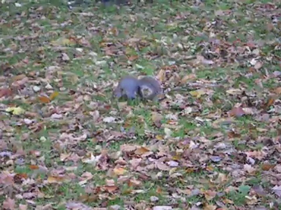 Ecureuils dans Regent's Park