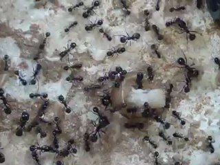 080.HDV-Mb1.C2.20121025.bob