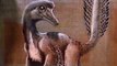 Paleontologists in Argentina Discover Rare, Tiny Dinosaur Known as Alnashetri Cerropoliciensis