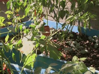 Gaza yards, rooftops bloom with innovative gardens
