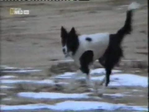 Border Collie: Perros que trabajan en aeropuertos