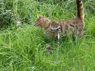 Magic Bengal HEMILIO - 5 months