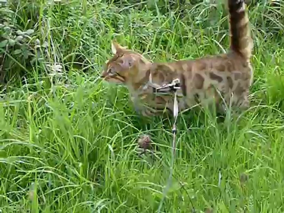 Magic Bengal HEMILIO - 5 months