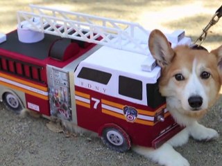 10 Most Creative Halloween Dog Parade Costumes in NYC