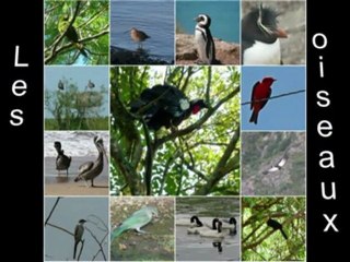 oiseaux diapo