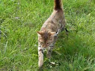 Magic Bengal HEMILIO - brown boy