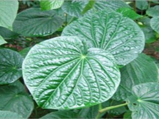 Buy Premium Borogu Blend Kava Kava Online