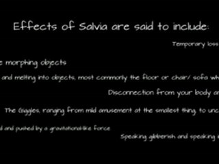 A Brief History Of Salvia: Origins, Uses And Effects