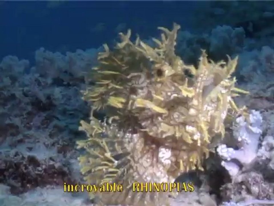 RHINOPIAS MAURICE 2008