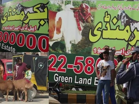 Images Call for Order on Mobile Eid-ul-Azha Goats sheep camels Cows 26 Oct 2012 Lahore Pakistan