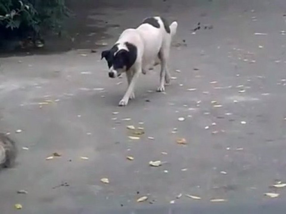 Un chien attaque un chat