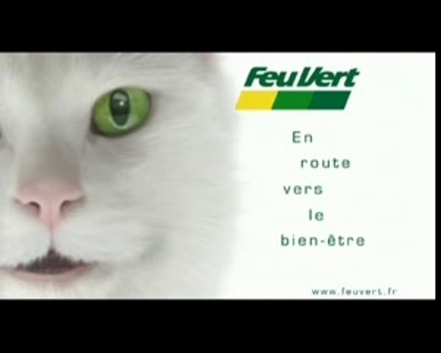 Chat pub feu vert 4 saisons