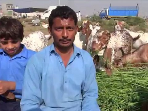 Call on Mobile for Order Eid-ul-Azha Goats sheep camels Cows 26 Oct 2012 Lahore Pakistan.