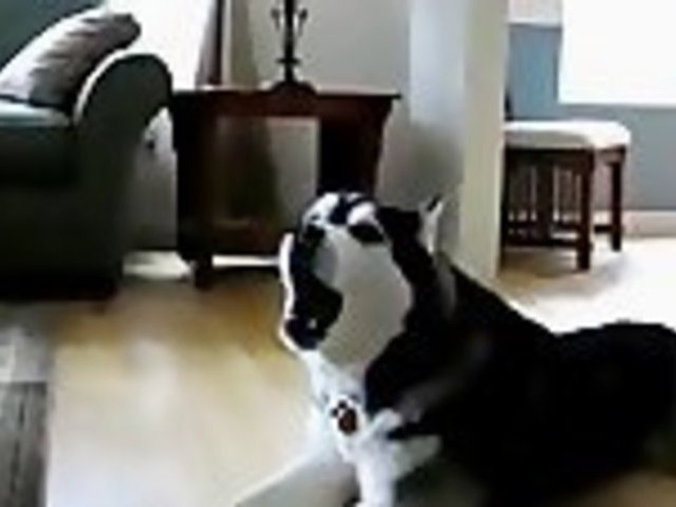 Husky Singing Gwen Stefani