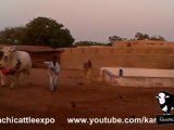 Dilpasand Cattle Farm 2012