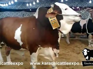 Memon Cattle Farm 2012 (1)