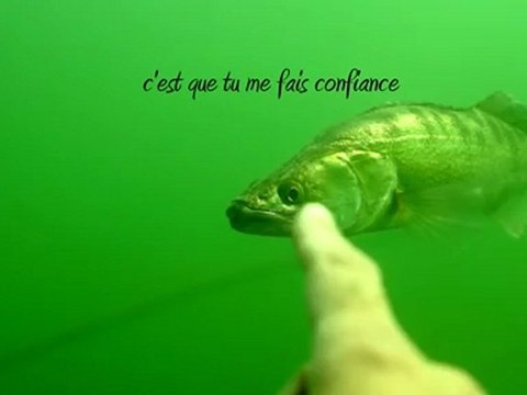 Sandres en pleine eau