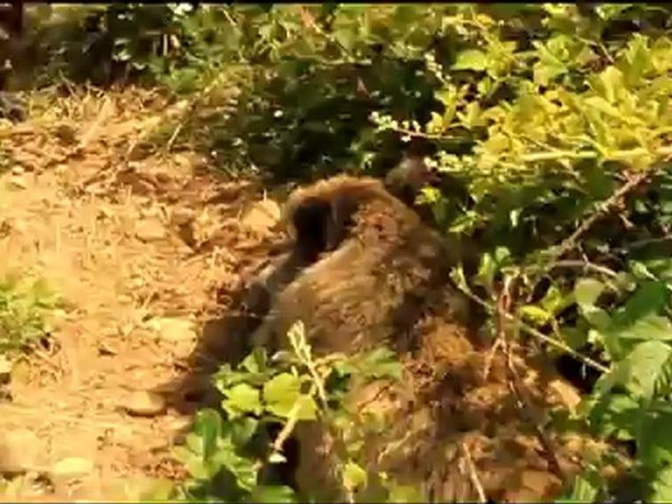 munsterlander au ferme sur sanglier