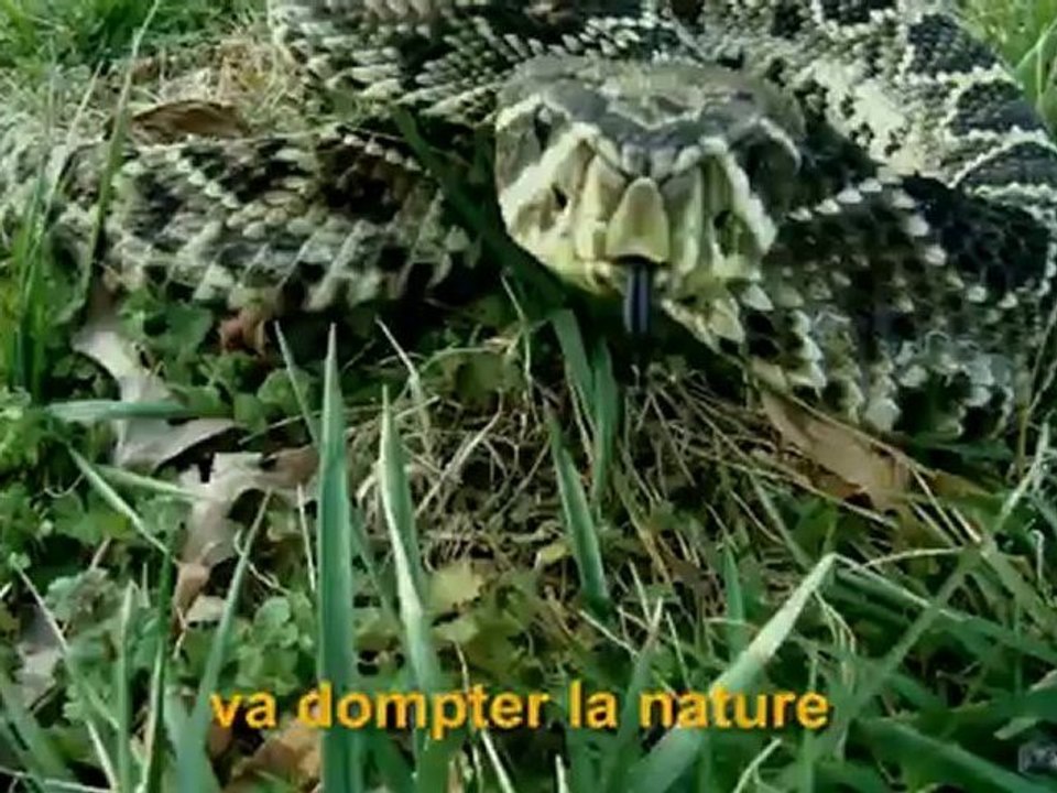 Far Cry 3 - Teaser Far Cry Experience