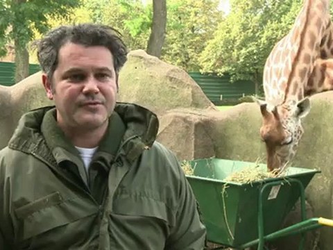 Le zoo de Vincennes fait peau neuve