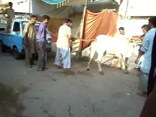 Tariq Bhai Cow 2012