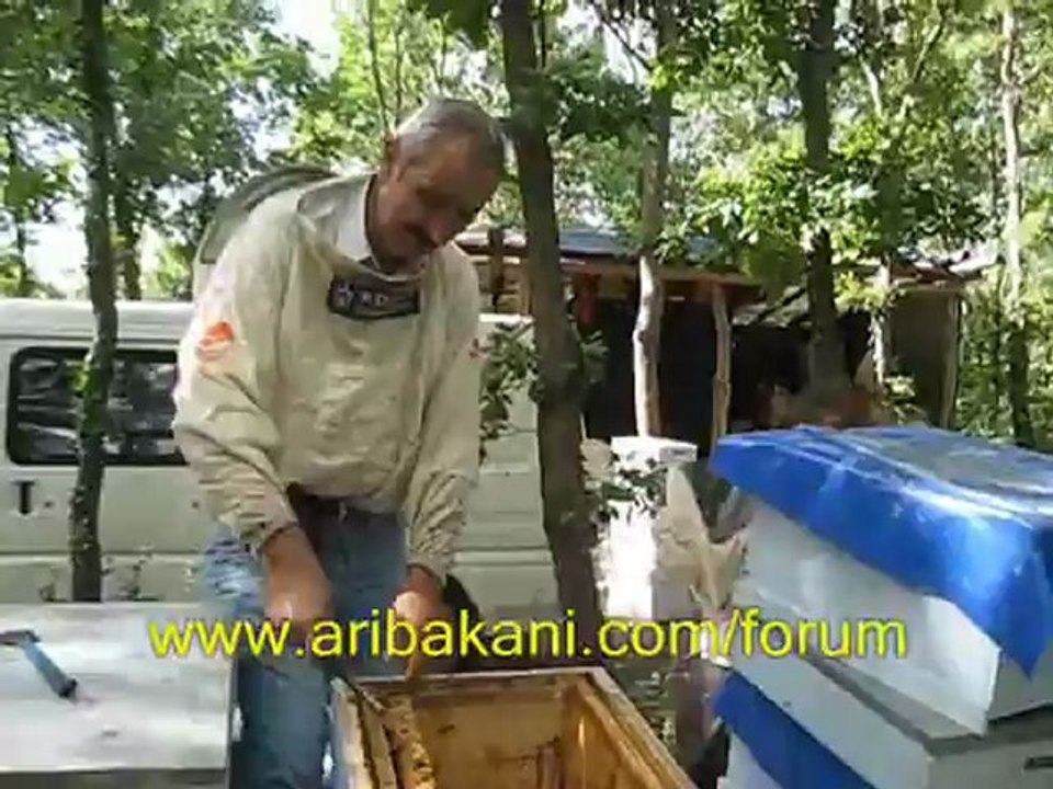maskeli bal hasadı, arıcılık videosu