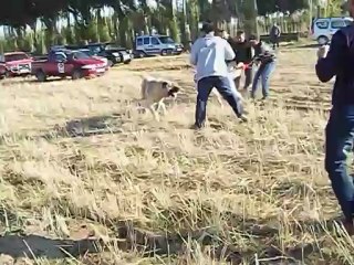 Osmanın Boz Vampir & Mesutun Namağlup Panzer