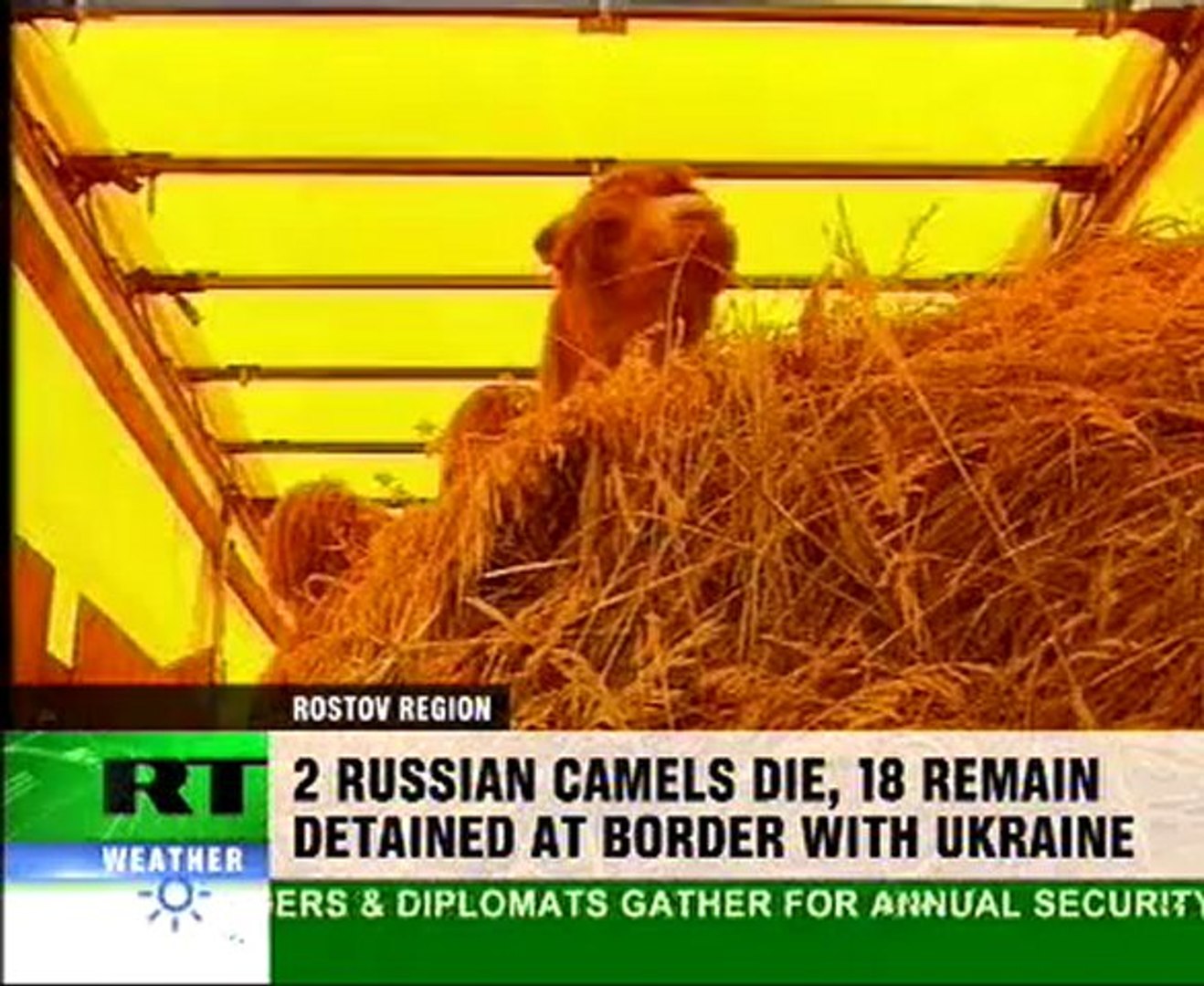 ⁣Camels dying on Ukrainian border