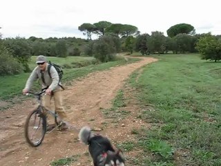 Kostka Tour Dog with Lapinkoïra