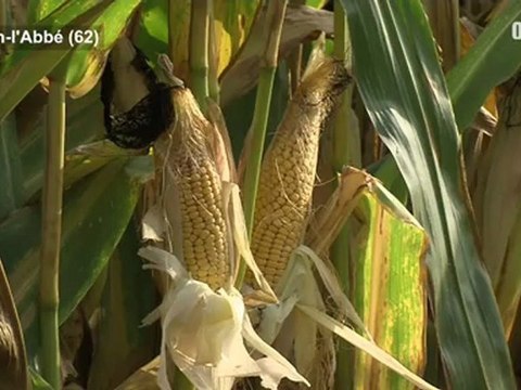 Opal'TV : Le JT - Edition du vendredi 26 octobre 2012