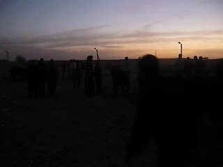 Marché grands animaux_Samarcande (2)