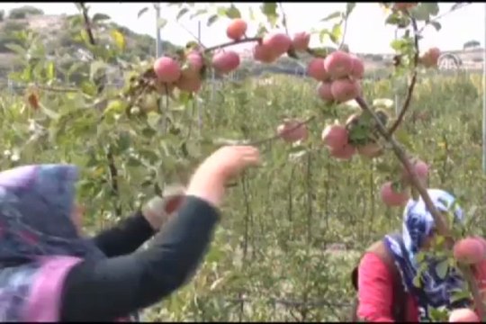 Yılda ''20 kilogram elma garantili'' kiralık ağaç
