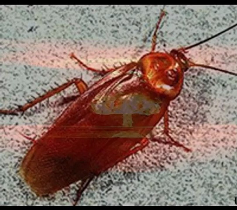 Pest Control West Palm Beach Extermination Experts