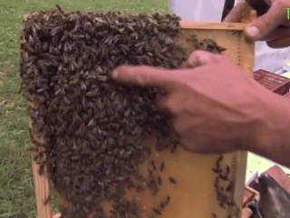 Des Abeilles à l'aéroport Charles De Gaule