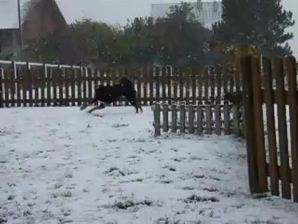 Arko et Kip dans la tempête de neige