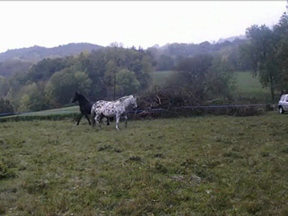 Galop sous la neige.