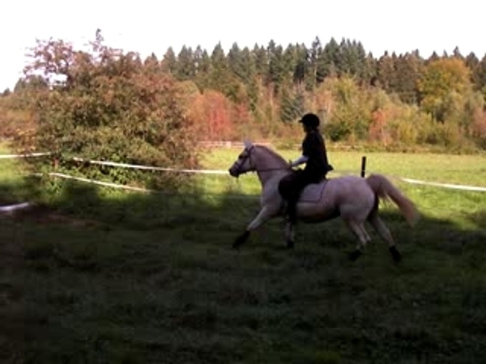 delph sur trou-tronc d'arbre