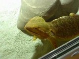 Pogona vitticeps  mange