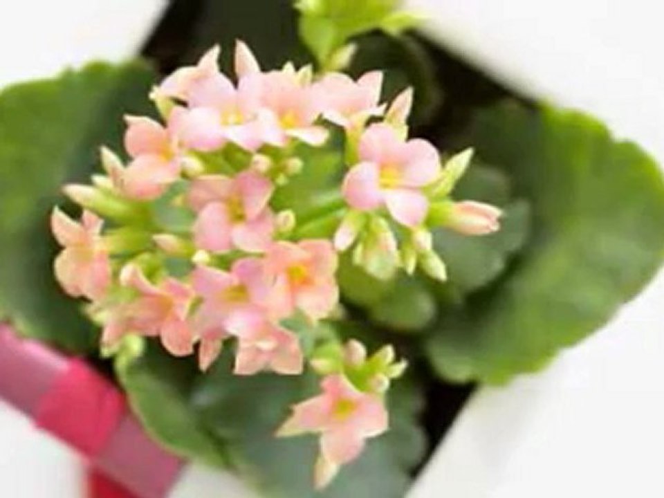 Faruk Tınaz         "Unutmam Çok Zor Seni "