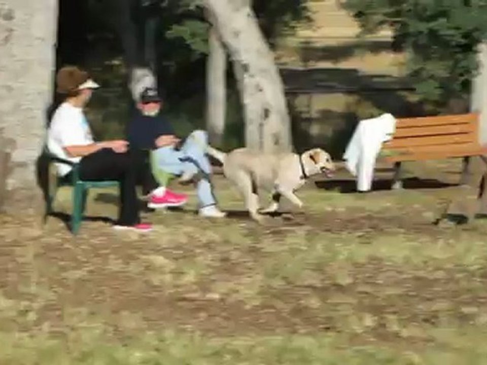 Dog Boarding, Sacramento CA