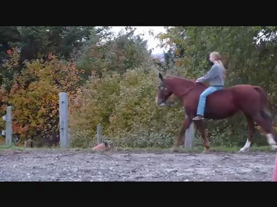 Mes chevaux