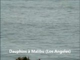 Dauphins et natation synchronisée à Malibu, Los Angeles, Californie