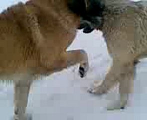 Kasap cengızin sarı